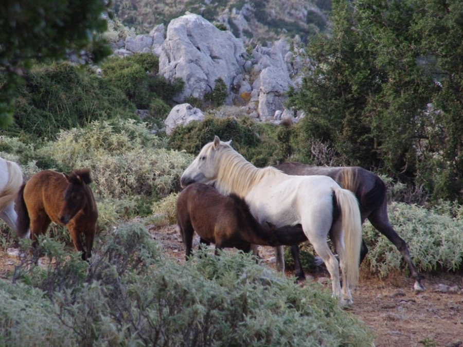 Chevaux de Céphalonie Chevaux de Céphalonie