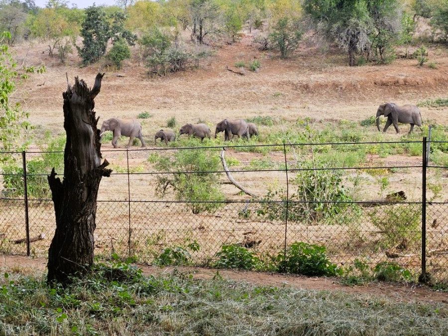 Camps Kruger