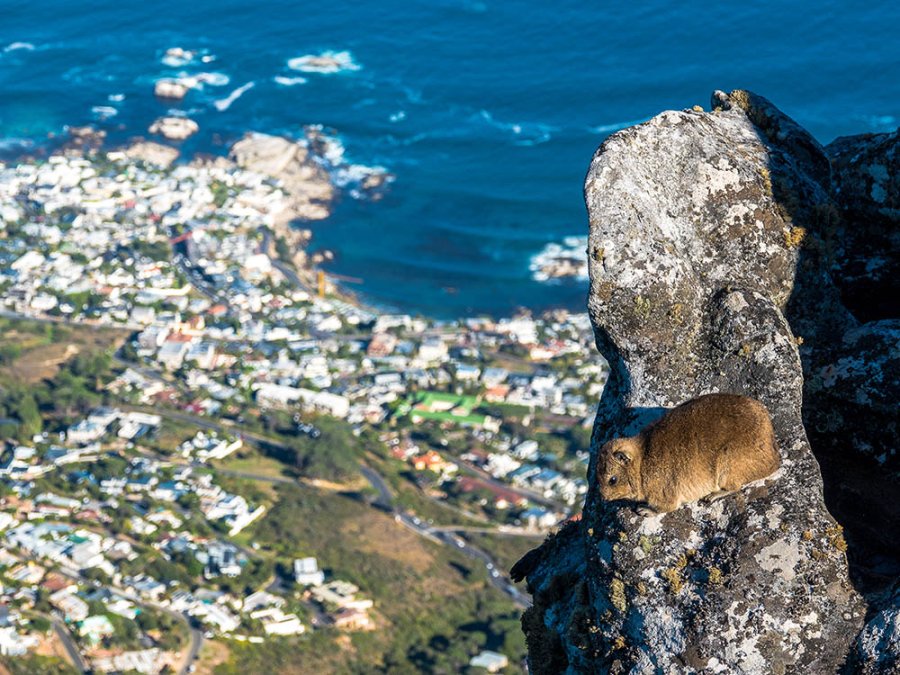 Daman du Cap Sur Table Mountain Daman du Cap Sur Table Mountain