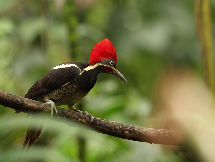 Oiseaux exotiques