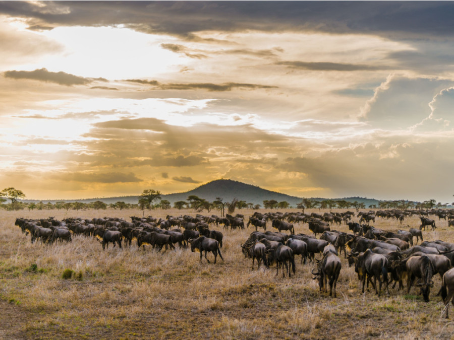 Migration des gnous Migration des gnous