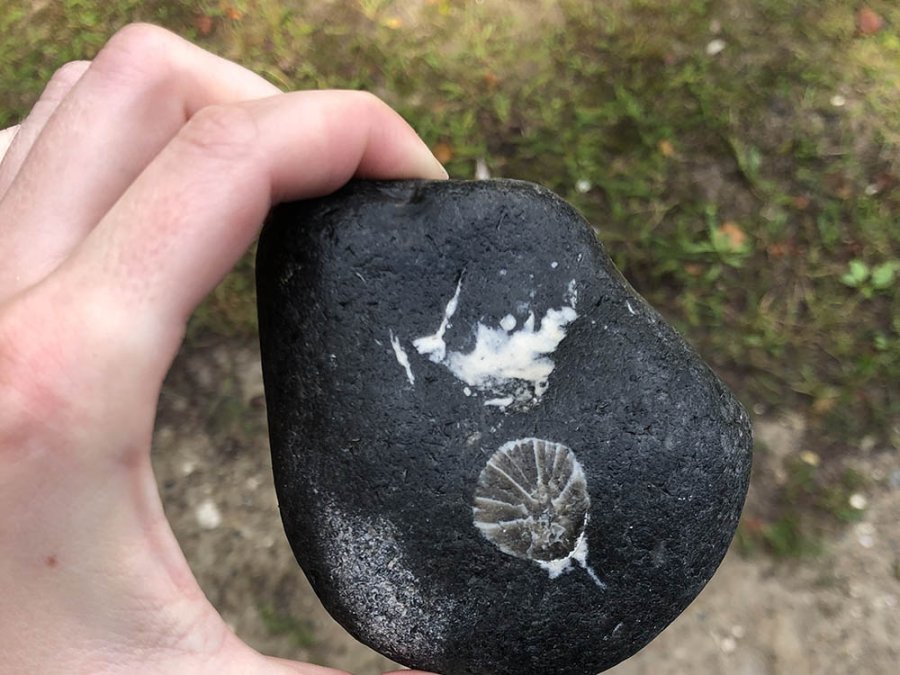Fossil de Møns Klint