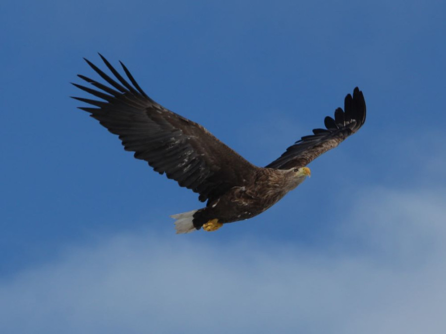 Faune, Lofoten Faune, Lofoten