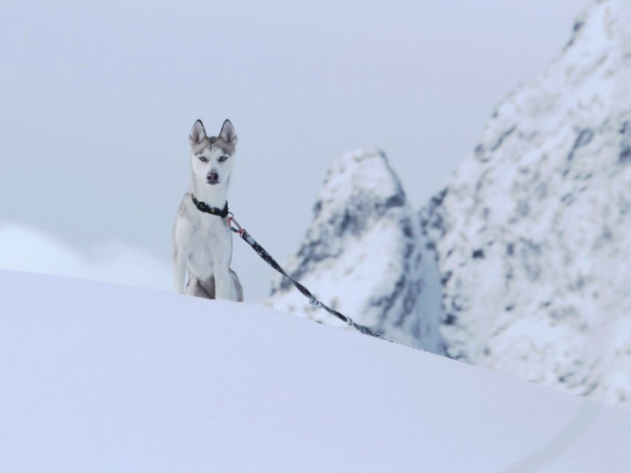 Un husky aux Lofoten