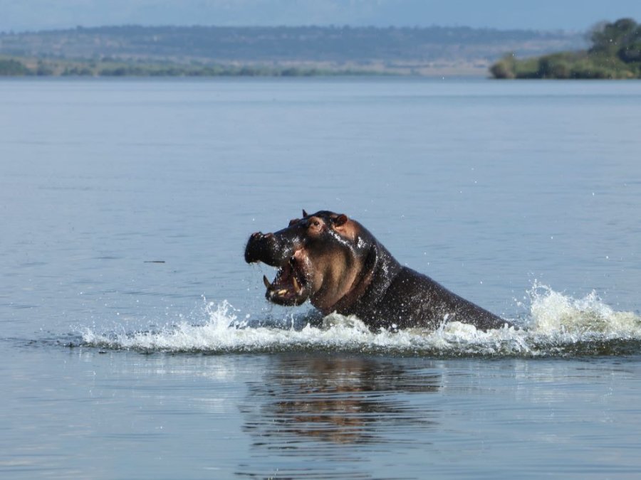 Hippopotame au Rwanda