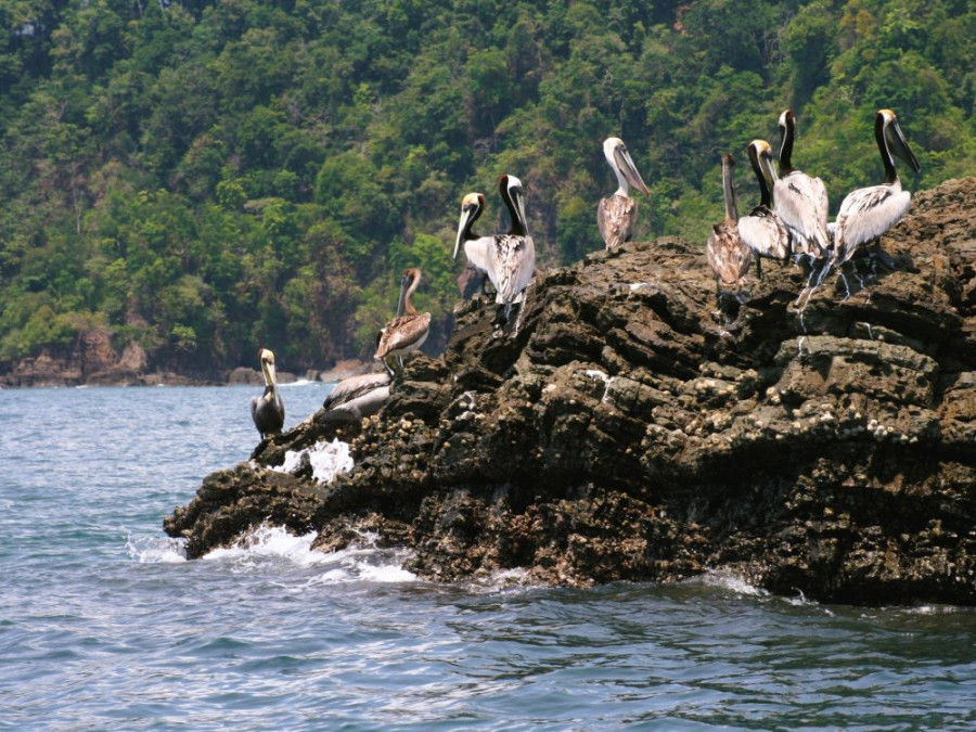 Pélicans au Costa Rica Pélicans au Costa Rica