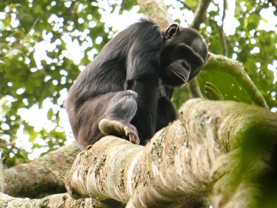 Chimpanzé au Rwanda