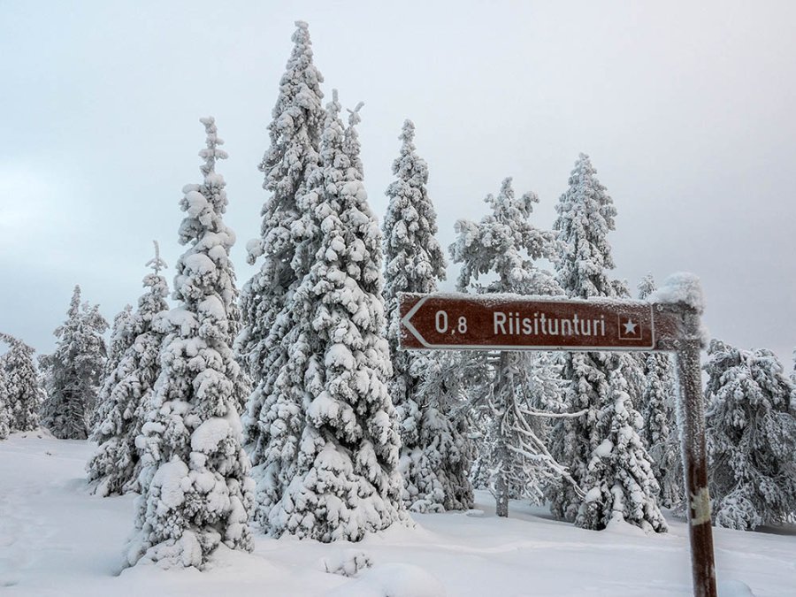 Riisitunturi