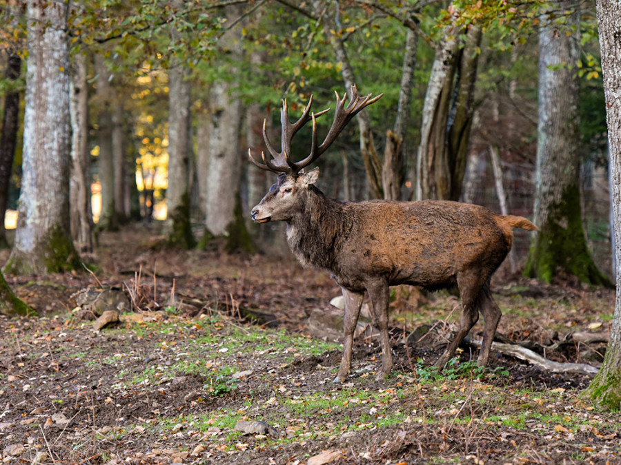 La faune à Fontainebleau La faune à Fontainebleau