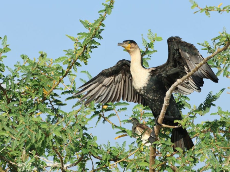 Bird Island Rwanda