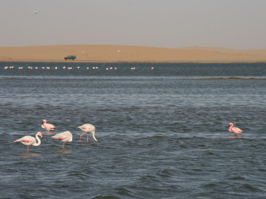 Les flamants roses de Walvis Bay, Swakopmund