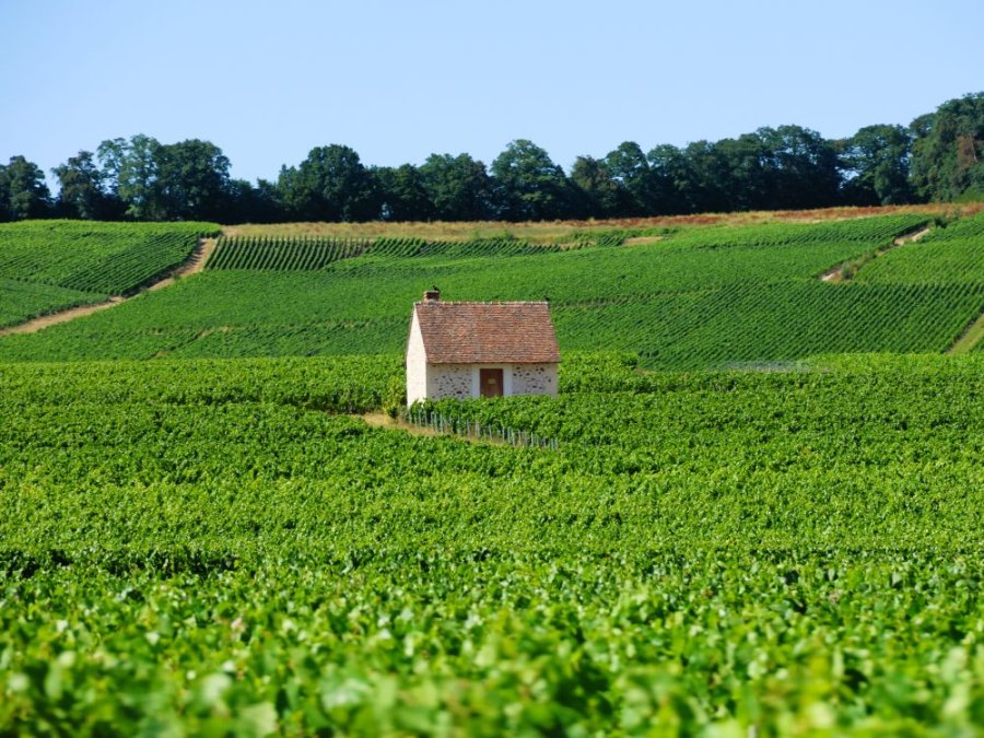 Maisonnette dans les vignobles