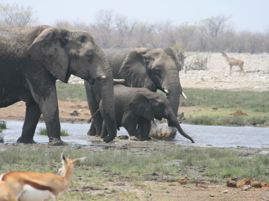 Un troupeau d'éléphants en Namibie