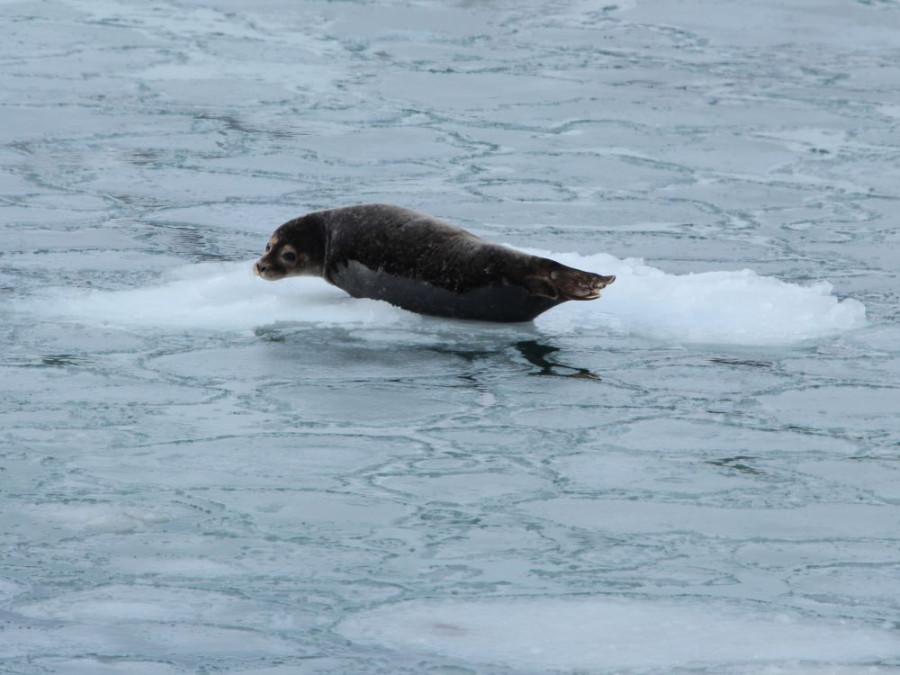 Observer la nature sauvage en hiver aux Lofoten
