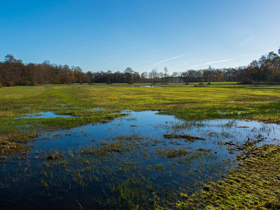 Zone humide dans la Veluwe