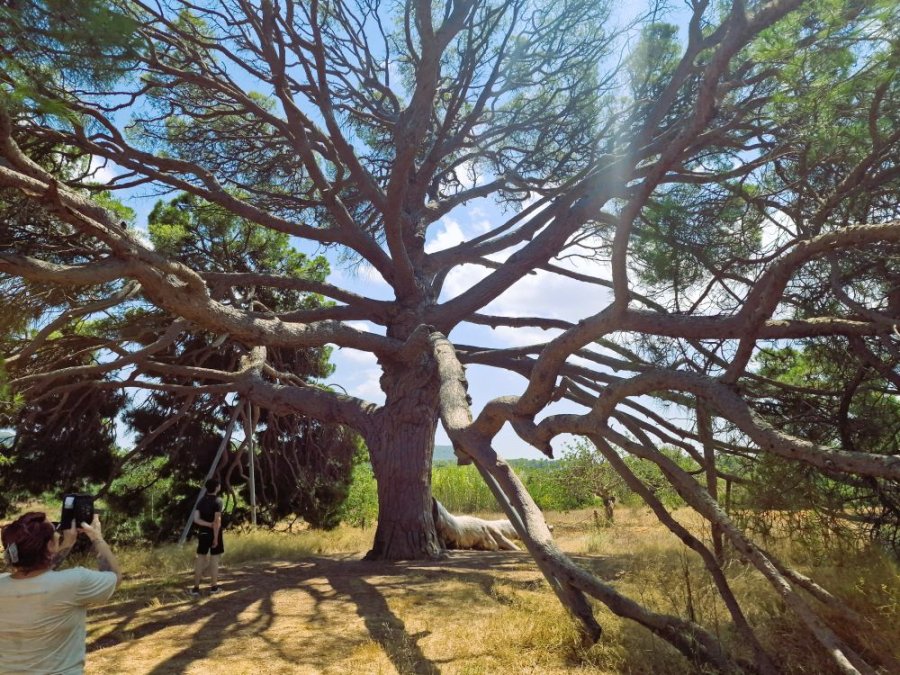 Arbre célèbre Ibiza Arbre célèbre Ibiza