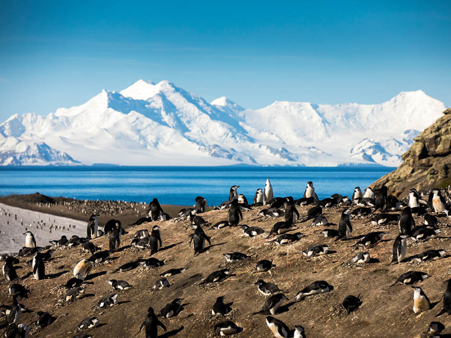 Pinguoins Deception Island