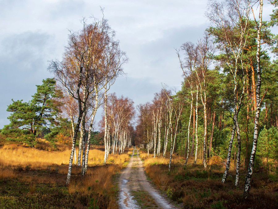 La lande de Tongeren