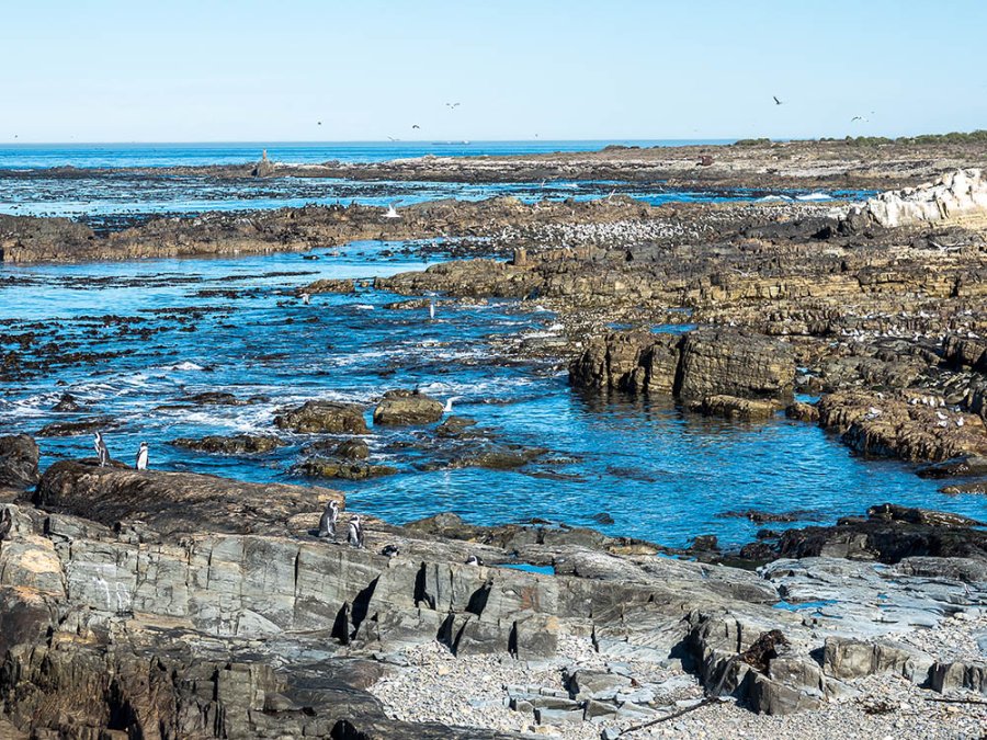Les oiseaux de Robben Island Les oiseaux de Robben Island
