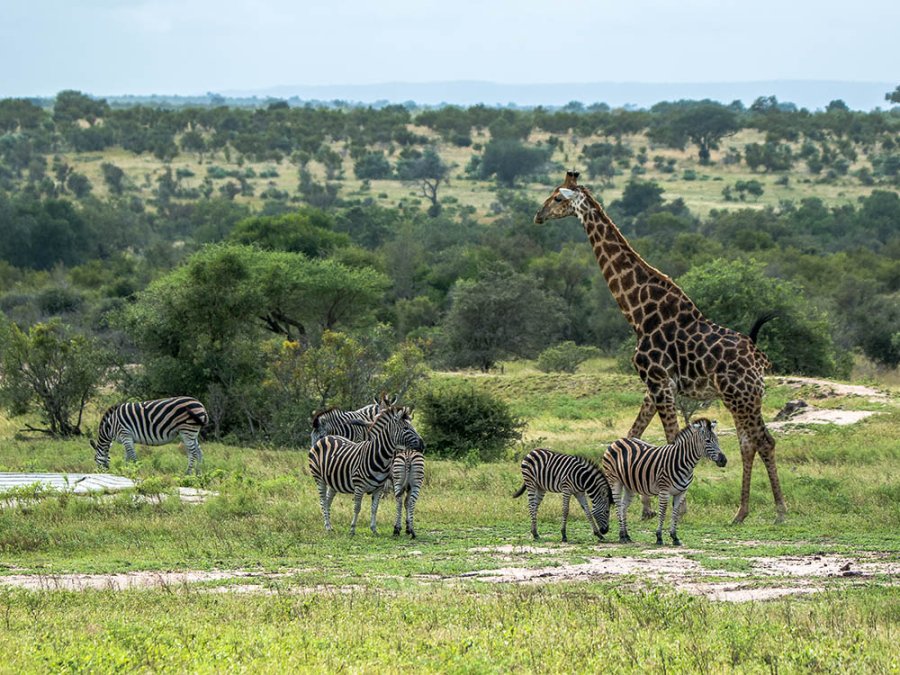 Herbivores Kruger