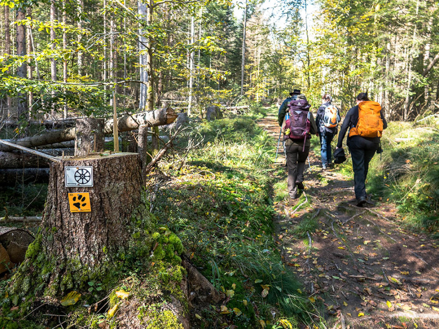 Randonnée dans la forêt de Bavière