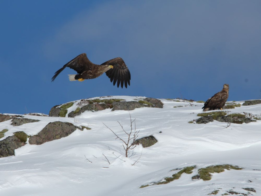 Aigles aux Lofoten en hiver