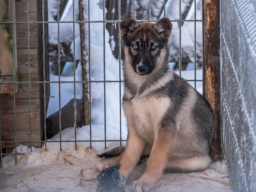 Husky à Posio