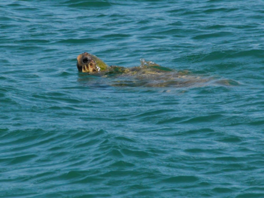 Caretta caretta Céphalonie Caretta caretta Céphalonie