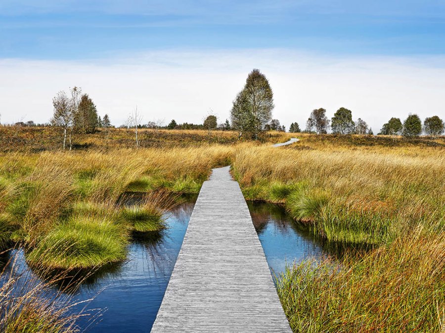 Brackvenn dans les Hautes Fagnes