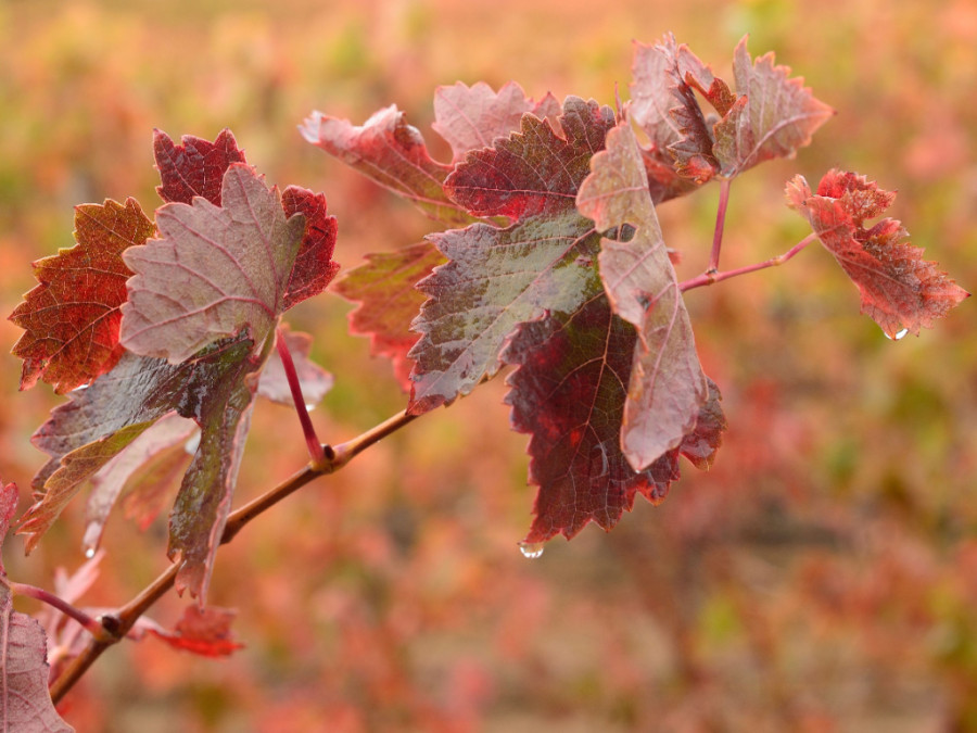Pistes cyclables au milieu des vignes Pistes cyclables au milieu des vignes