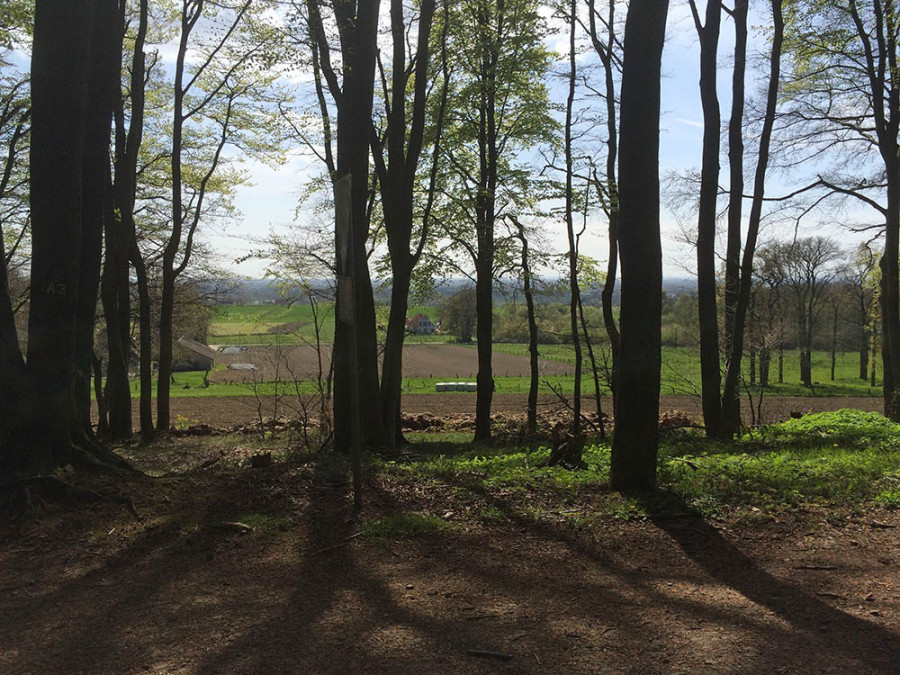 Randonnée dans la forêt de Teutberg Randonnée dans la forêt de Teutberg