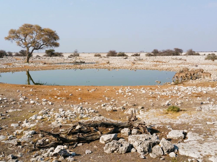 Point d'eau à Etosha