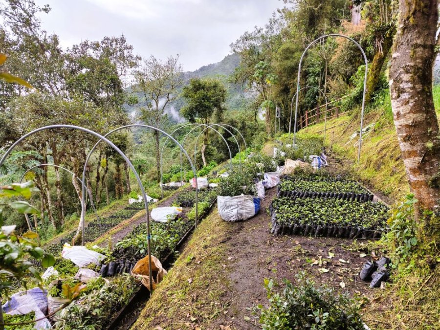 Jardin de reforestation Jardin de reforestation
