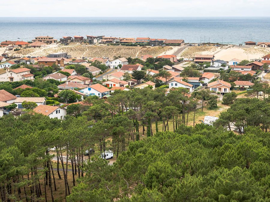 Forêt de pins des Landes