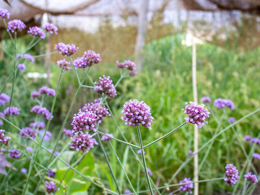 Fleurs du Jura
