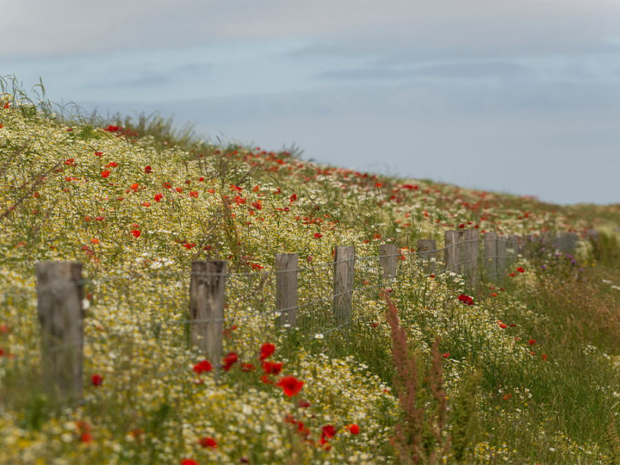 Biodiversité en Hollande