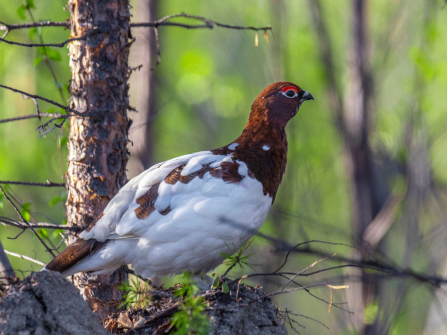 Animaux en Laponie l'été