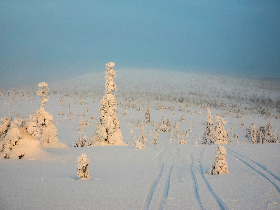 Neige vierge