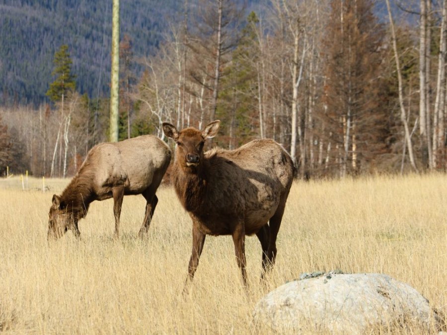 Wapiti - Elk Canada