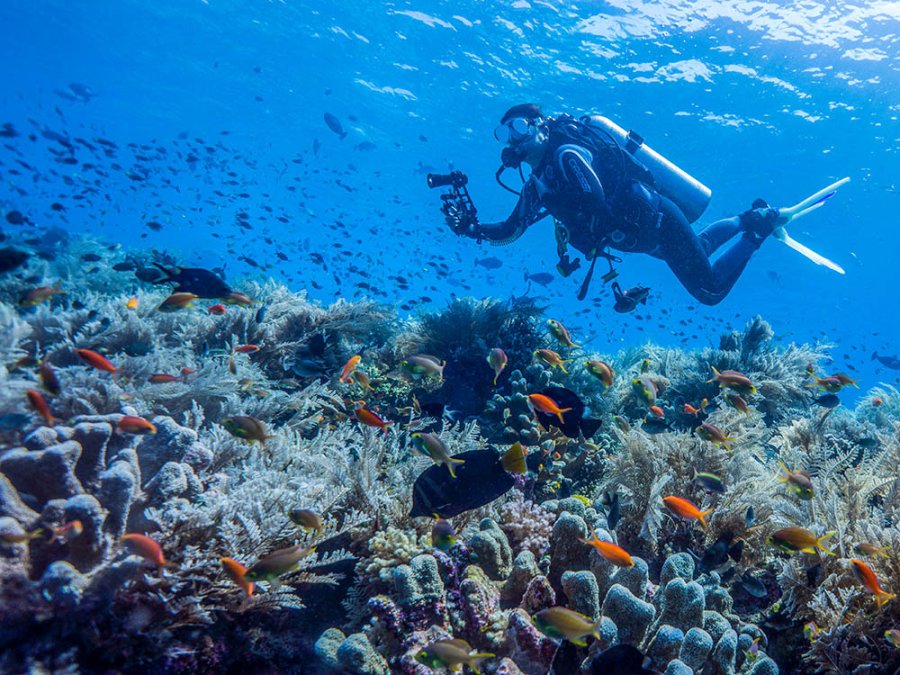 Récif de Tubbataha Récif de Tubbataha