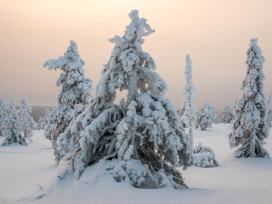 Sapins à Riisitunturi