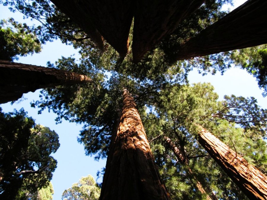 Parc national en Californie