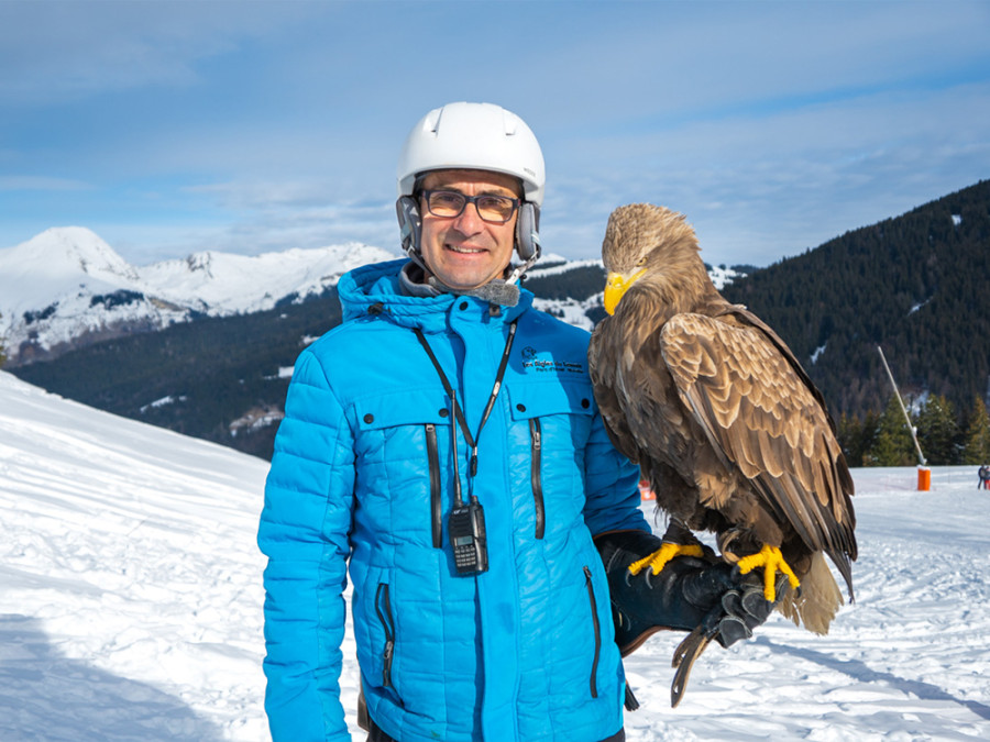 Les rapaces en hiver à Morzine