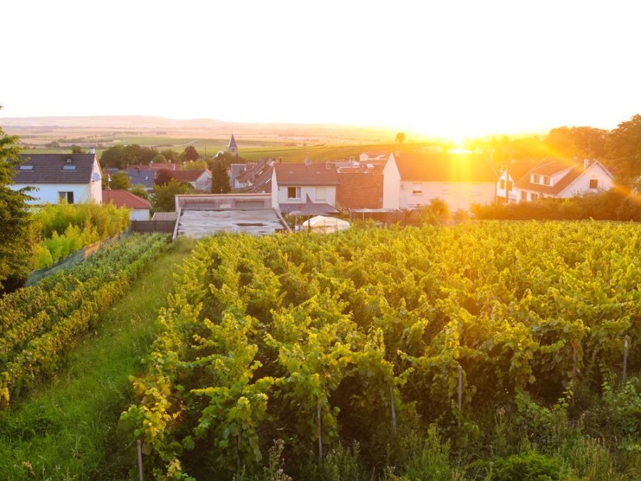 nature en Champagne