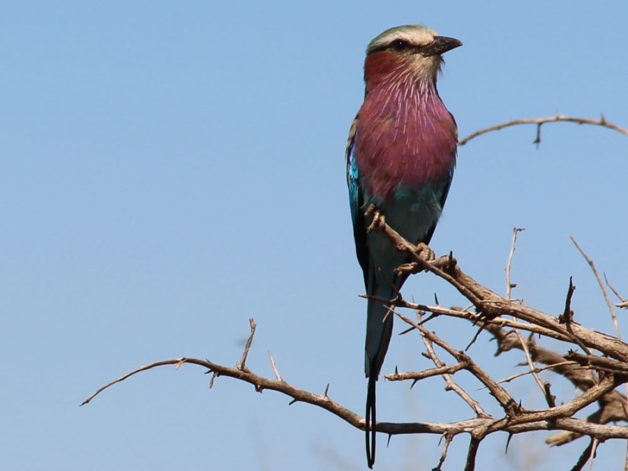 Oiseaux en Afrique