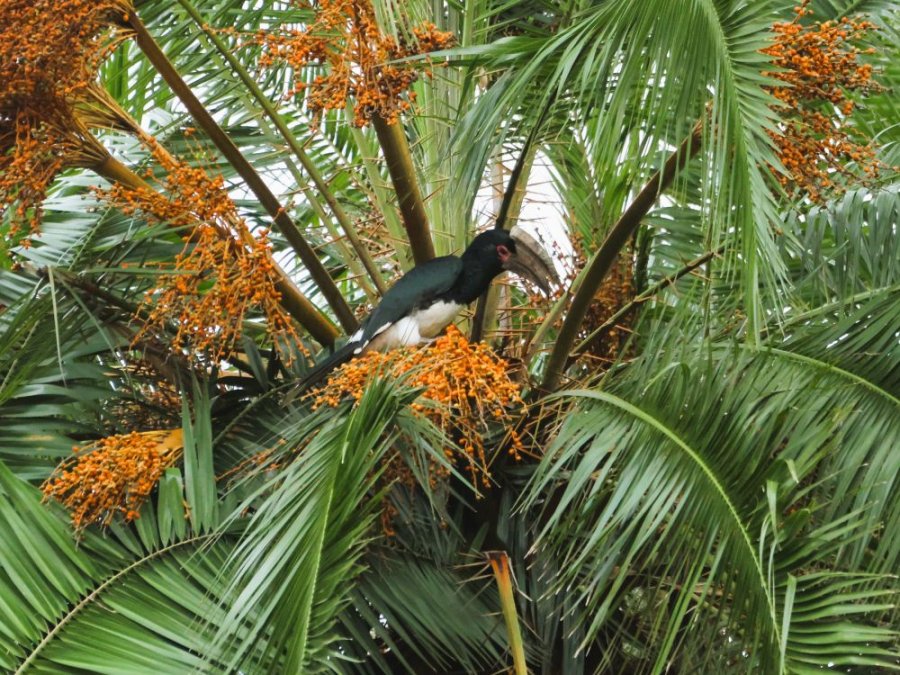 Oiseaux au Malawi