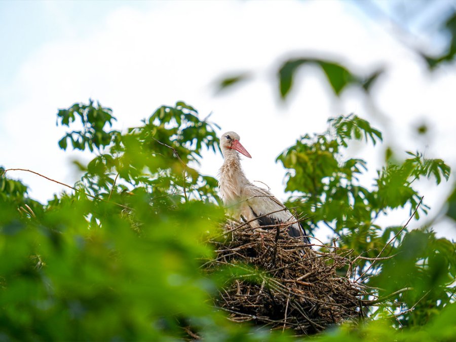Oiseaux en Pologne