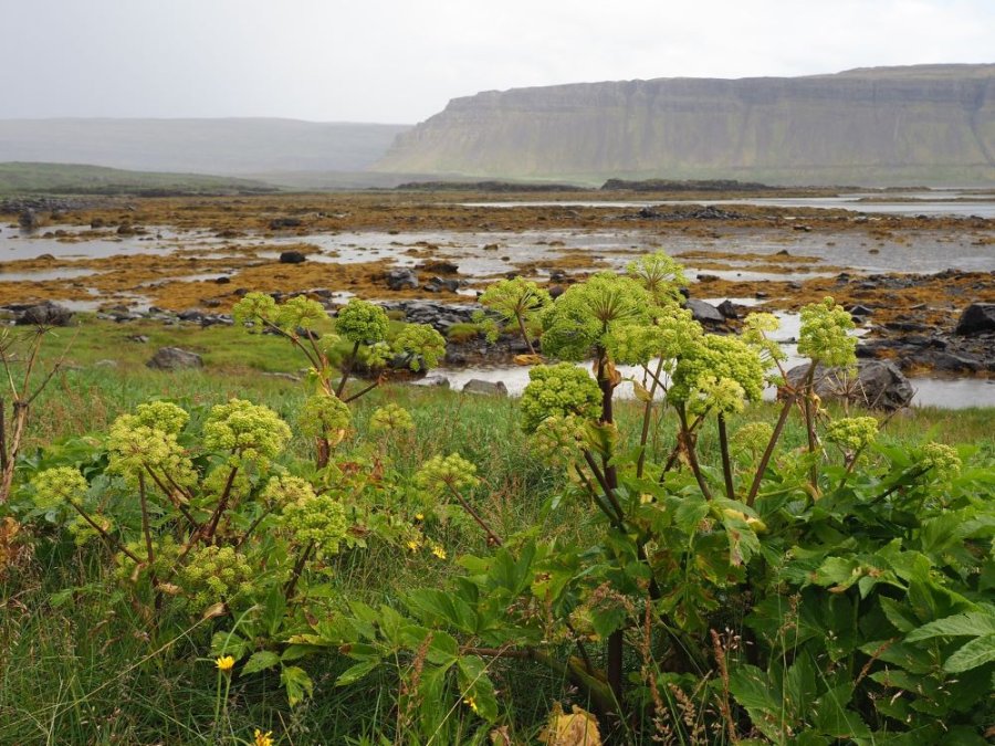 Paysage islandais