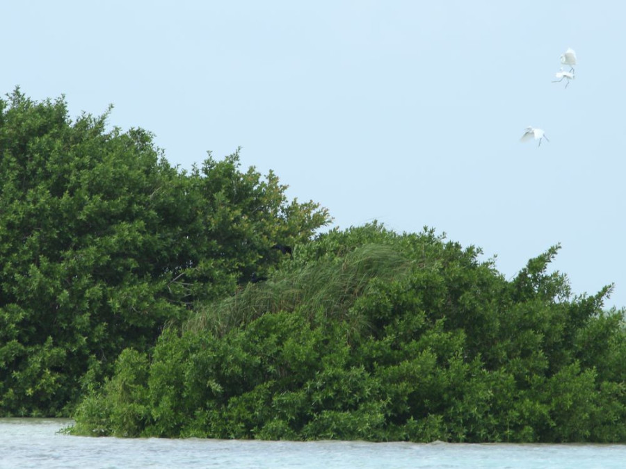 L'île aux oiseaux de Bacalar L'île aux oiseaux de Bacalar