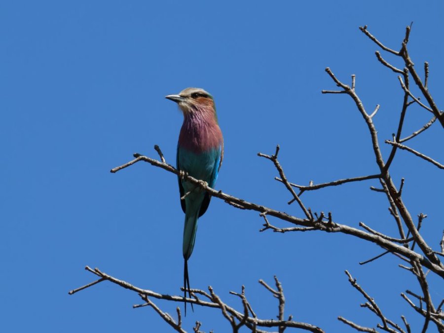 Beaux oiseaux au Malawi